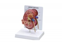 model przewodu pokarmowego - 1019556 3b scientific modele anatomiczne 9